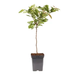 Plant in a Box Kersenboom - Prunus avium - Zoete kers - Hoogte 90-110cm - ⌀23cm