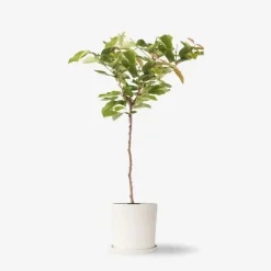 Plant in a Box Kersenboom - Prunus avium - Zoete kers - Hoogte 90-110cm - ⌀23cm
