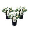 Planten|Tuinplanten-Plant in a Box Kerstroos - Set van 3 - Helleborus niger 'Mont Blanc' - Hoogte 20-30cm - ⌀12cm