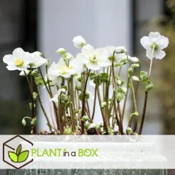 Planten|Tuinplanten-Plant in a Box Kerstroos - Set van 3 - Helleborus niger 'Mont Blanc' - Hoogte 20-30cm - ⌀12cm