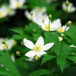 Planten|Tuinplanten-Plant in a Box Kerstroos - Set van 3 - Helleborus niger 'Mont Blanc' - Hoogte 20-30cm - ⌀12cm