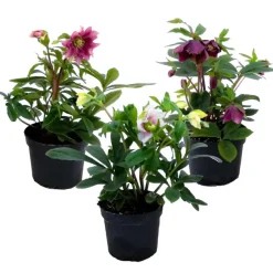 Plant in a Box Kerstroos - Set van 3 - Helleborus orientalis - Hoogte 20-30cm - ⌀12cm