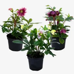 Plant in a Box Kerstroos - Set van 3 - Helleborus orientalis - Hoogte 20-30cm - ⌀12cm