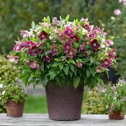 Plant in a Box Kerstroos - Set van 3 - Helleborus orientalis - Hoogte 20-30cm - ⌀12cm