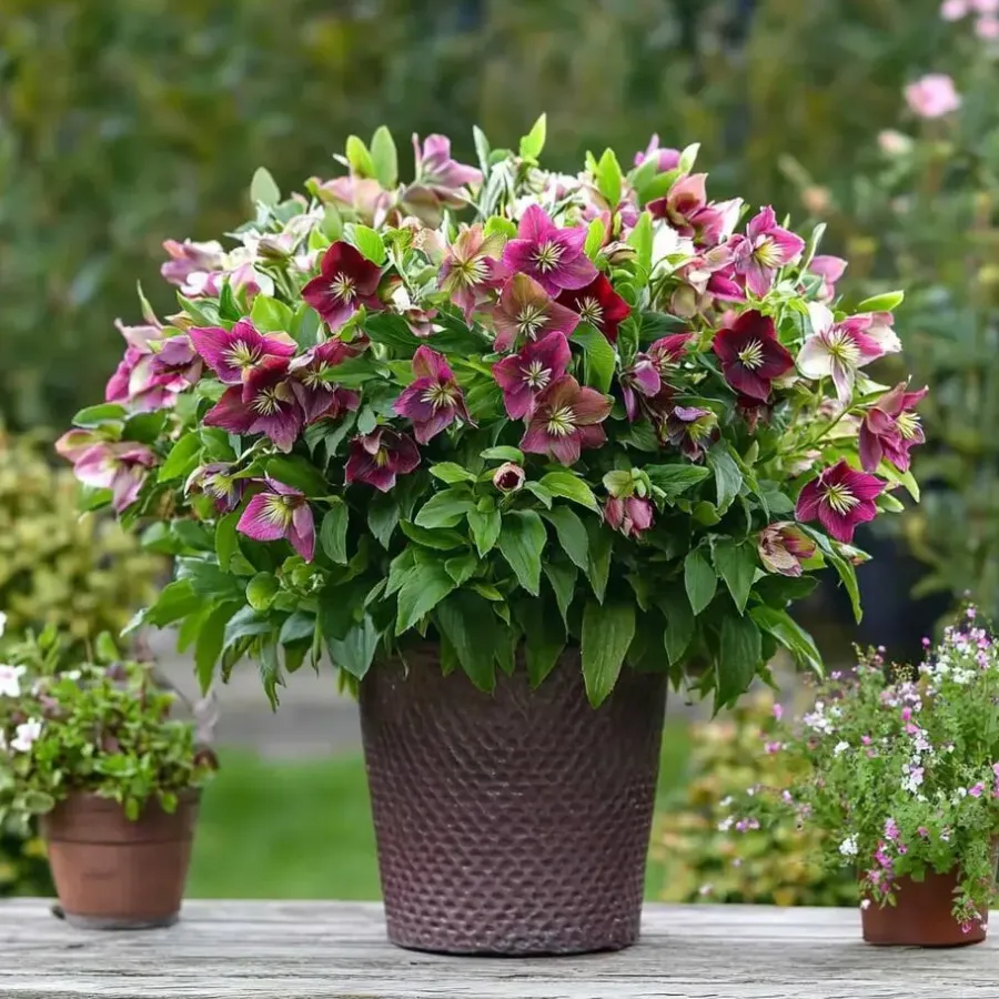 Plant in a Box Kerstroos - Set van 3 - Helleborus orientalis - Hoogte 20-30cm - ⌀12cm