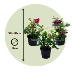 Plant in a Box Kerstroos - Set van 3 - Helleborus orientalis - Hoogte 20-30cm - ⌀12cm