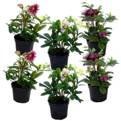 Plant in a Box Kerstroos - Set van 6 - Helleborus orientalis - Hoogte 20-30cm - ⌀12cm