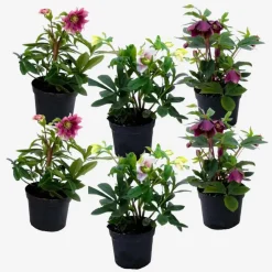 Plant in a Box Kerstroos - Set van 6 - Helleborus orientalis - Hoogte 20-30cm - ⌀12cm