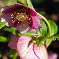 Plant in a Box Kerstroos - Set van 6 - Helleborus orientalis - Hoogte 20-30cm - ⌀12cm
