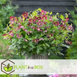 Plant in a Box Kerstroos - Set van 6 - Helleborus orientalis - Hoogte 20-30cm - ⌀12cm