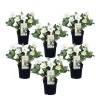 Plant in a Box Kerstroos - Set van 6 - Helleborus niger 'Mont Blanc' - Hoogte 20-30cm - ⌀12cm