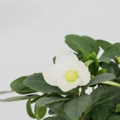 Plant in a Box Kerstroos - Set van 6 - Helleborus niger 'Mont Blanc' - Hoogte 20-30cm - ⌀12cm