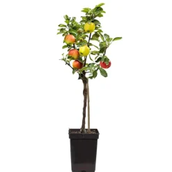 Plant in a Box Klassieke Appelmix - Malus - Hoogte 60-70cm - ⌀17cm