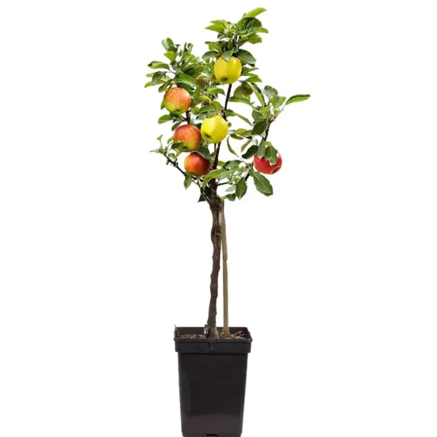 Plant in a Box Klassieke Appelmix - Malus - Hoogte 60-70cm - ⌀17cm