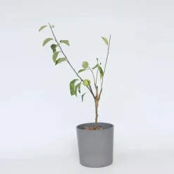 Plant in a Box Klassieke Appelmix - Malus - Hoogte 60-70cm - ⌀17cm