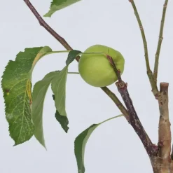 Bomen-Plant in a Box Klassieke Appelmix - Set van 2 - Malus - Hoogte 60-70cm - ⌀17cm
