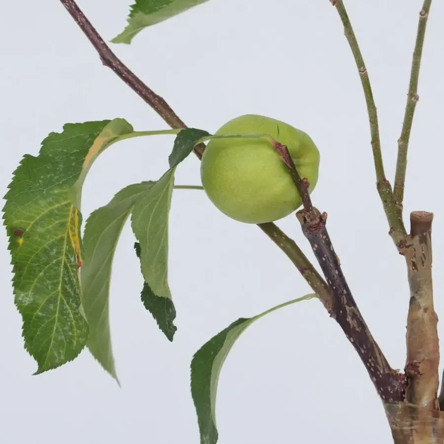 Bomen-Plant in a Box Klassieke Appelmix - Set van 2 - Malus - Hoogte 60-70cm - ⌀17cm