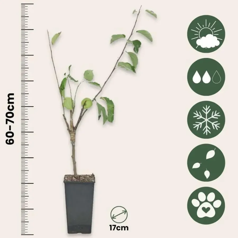 Bomen-Plant in a Box Klassieke Appelmix - Set van 2 - Malus - Hoogte 60-70cm - ⌀17cm