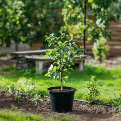 Bomen-Plant in a Box Klassieke Appelmix - Set van 2 - Malus - Hoogte 60-70cm - ⌀17cm