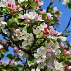 Bomen-Plant in a Box Klassieke Appelmix - Set van 2 - Malus - Hoogte 60-70cm - ⌀17cm