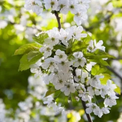 Bomen-Plant in a Box Klassieke Appelmix - Set van 2 - Malus - Hoogte 60-70cm - ⌀17cm