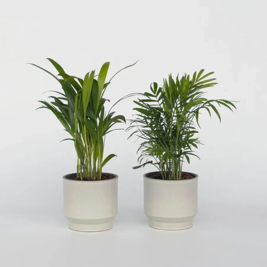Kamerplanten-Plant in a Box Kleine kamerpalmen - Set van 2 - Dypsis, Chamaedorea - Hoogte 25-40cm - ⌀12cm