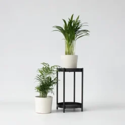 Kamerplanten-Plant in a Box Kleine kamerpalmen - Set van 2 - Dypsis, Chamaedorea - Hoogte 25-40cm - ⌀12cm
