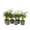 Plant in a Box Kleurrijke Bamboe - Set van 6 - Fargesia 'Asian Wonder' - Hoogte 25-40cm - ⌀13cm
