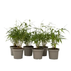 Plant in a Box Kleurrijke Bamboe - Set van 6 - Fargesia 'Asian Wonder' - Hoogte 25-40cm - ⌀13cm