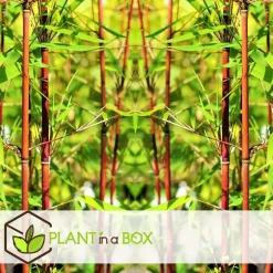 Plant in a Box Kleurrijke Bamboe - Set van 6 - Fargesia 'Asian Wonder' - Hoogte 25-40cm - ⌀13cm