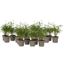 Plant in a Box Kleurrijke Bamboe - Set van 18 - Fargesia 'Asian Wonder - Hoogte 25-40cm - ⌀13cm