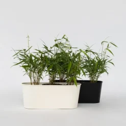 Plant in a Box Kleurrijke Bamboe - Set van 18 - Fargesia 'Asian Wonder - Hoogte 25-40cm - ⌀13cm