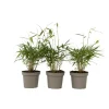 Plant in a Box Kleurrijke Bamboe - Set van 3 - Fargesia 'Asian Wonder' - Hoogte 25-40cm - ⌀13cm
