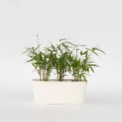 Plant in a Box Kleurrijke Bamboe - Set van 3 - Fargesia 'Asian Wonder' - Hoogte 25-40cm - ⌀13cm