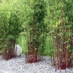 Plant in a Box Kleurrijke Bamboe - Set van 3 - Fargesia 'Asian Wonder' - Hoogte 25-40cm - ⌀13cm