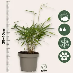 Plant in a Box Kleurrijke Bamboe - Set van 3 - Fargesia 'Asian Wonder' - Hoogte 25-40cm - ⌀13cm