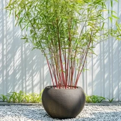 Plant in a Box Kleurrijke Bamboe - Set van 3 - Fargesia 'Asian Wonder' - Hoogte 25-40cm - ⌀13cm