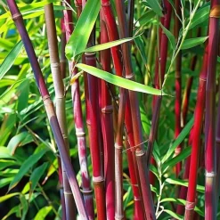 Plant in a Box Kleurrijke Bamboe - Set van 3 - Fargesia 'Asian Wonder' - Hoogte 25-40cm - ⌀13cm
