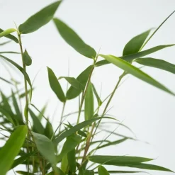 Plant in a Box Kleurrijke Bamboe - Set van 3 - Fargesia 'Asian Wonder' - Hoogte 25-40cm - ⌀13cm