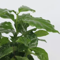 Kamerplanten-Plant in a Box Koffieplant - Coffea arabica - Hoogte 25-40cm - ⌀12cm