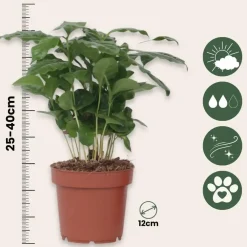 Kamerplanten-Plant in a Box Koffieplant - Coffea arabica - Hoogte 25-40cm - ⌀12cm