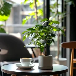 Kamerplanten-Plant in a Box Koffieplant - Coffea arabica - Hoogte 25-40cm - ⌀12cm