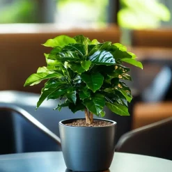 Kamerplanten-Plant in a Box Koffieplant - Coffea arabica - Hoogte 25-40cm - ⌀12cm