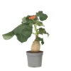 Plant in a Box Koraalplant - Jatropha podagrica - Hoogte 25-45cm - ⌀13cm