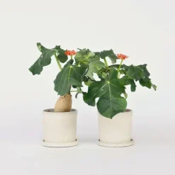 Plant in a Box Koraalplant - Set van 2 - Jatropha podagrica - Hoogte 25-45cm - ⌀13cm