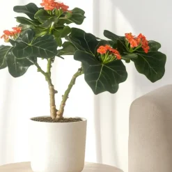 Plant in a Box Koraalplant - Set van 2 - Jatropha podagrica - Hoogte 25-45cm - ⌀13cm