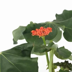 Plant in a Box Koraalplant - Set van 2 - Jatropha podagrica - Hoogte 25-45cm - ⌀13cm
