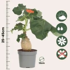 Plant in a Box Koraalplant - Set van 2 - Jatropha podagrica - Hoogte 25-45cm - ⌀13cm