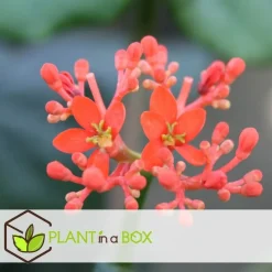 Plant in a Box Koraalplant - Set van 2 - Jatropha podagrica - Hoogte 25-45cm - ⌀13cm