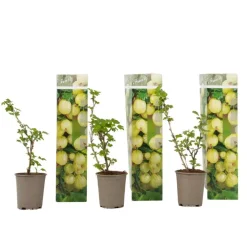 Plant in a Box Kruisbes - Set van 3 - Ribes uva- crispa - Hoogte 25-40cm - ⌀9cm